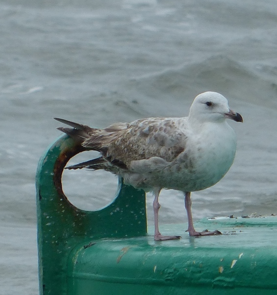 Herring Gull